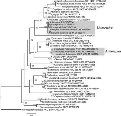 Molecular, morphological and ecological studies of Limnospira platensis (Cyanobacteria), from saline and alkaline lakes, Pantanal Biome, Brazil